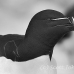 razorbill_msi_h_1296_can0916_bw.jpg